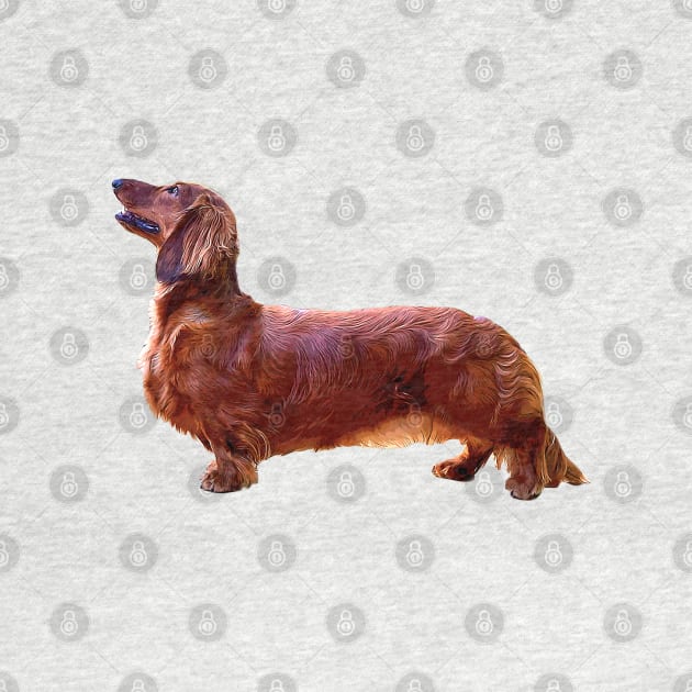 Dachshund Long Haired Mini Shaded Red Dog by ElegantCat